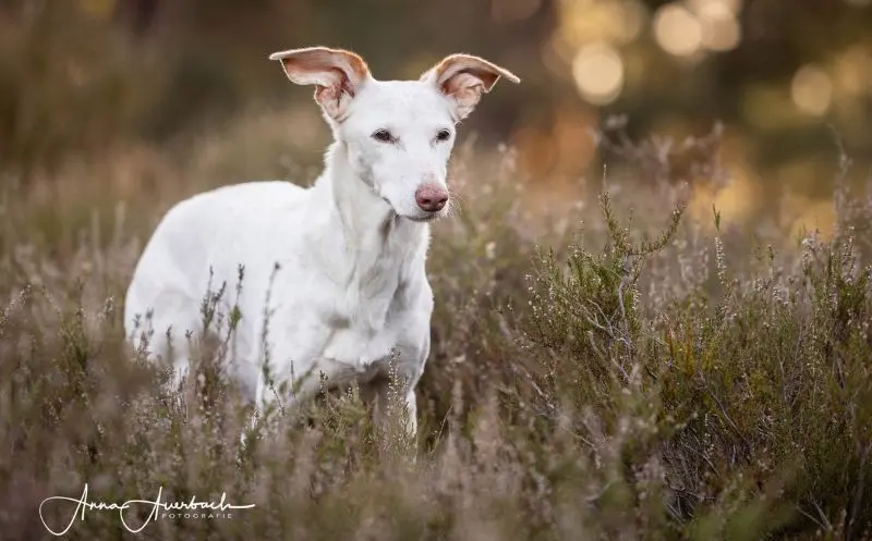 Dein Hund hat Arthrose – zwei Übungen zum Nachmachen