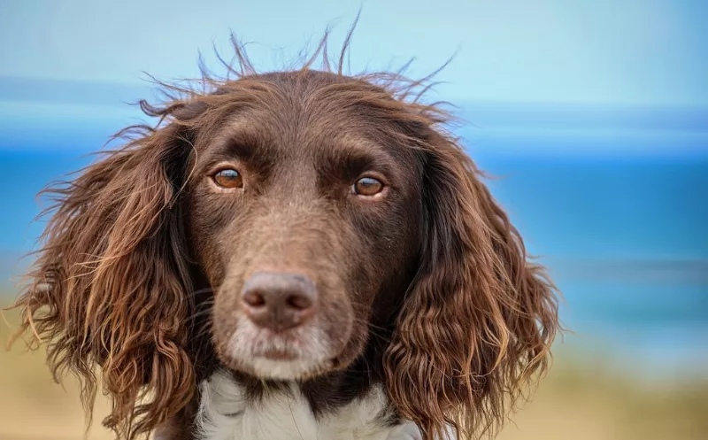 Arthrose beim Hund – hier erfährst du, was das bedeutet