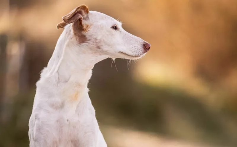 Physiotherapie beim Hund
