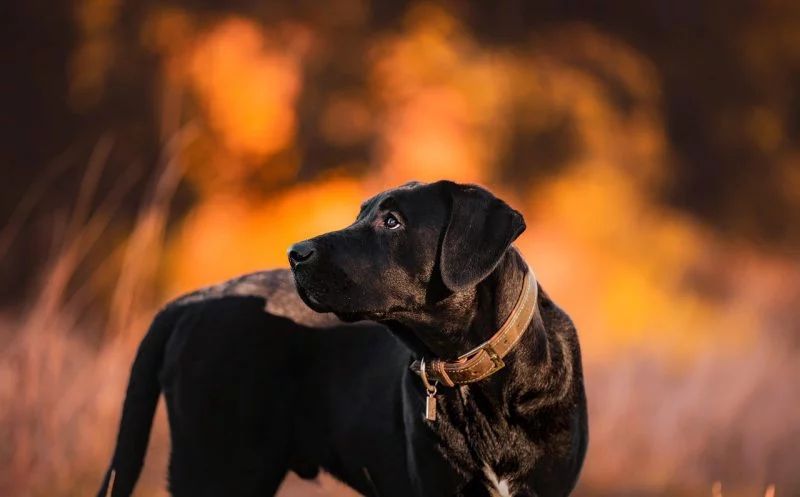 Hüftdysplasie – was bedeutet es für deinen Vierbeiner?
