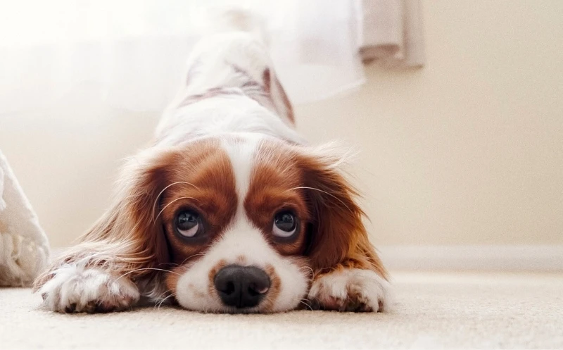 Bandscheibenvorfall beim Hund – 2 aktive Übungen