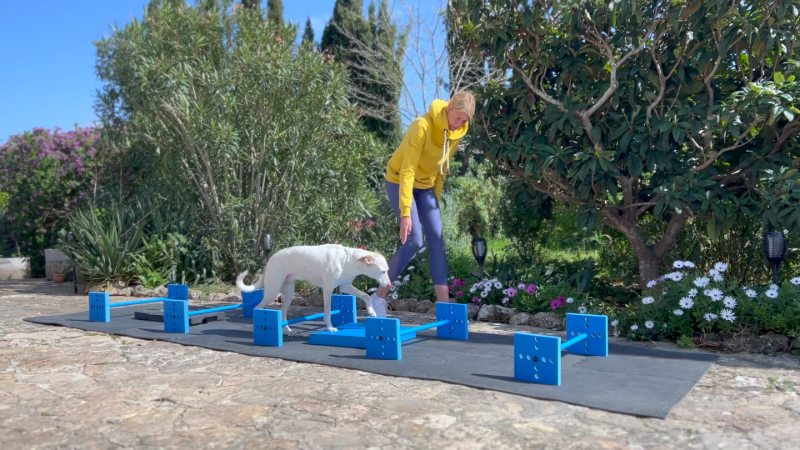 martina flocken - doggy fitness - hundefitness - cavaletti training für hunde - Bandscheibenvorfall beim Hund - 2 aktive Übungen
