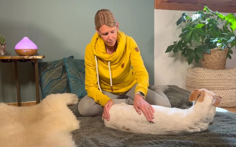 Du möchtest deinen Hund massieren? So gehts – Streichungen (incl. Video)