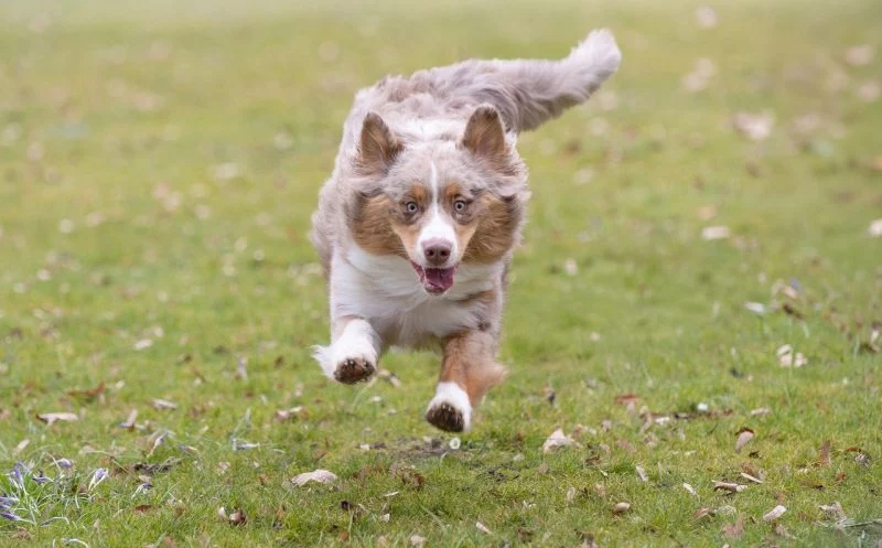 Patellaluxation – das Krankheitsbild und wie du deinem Hund hilfst