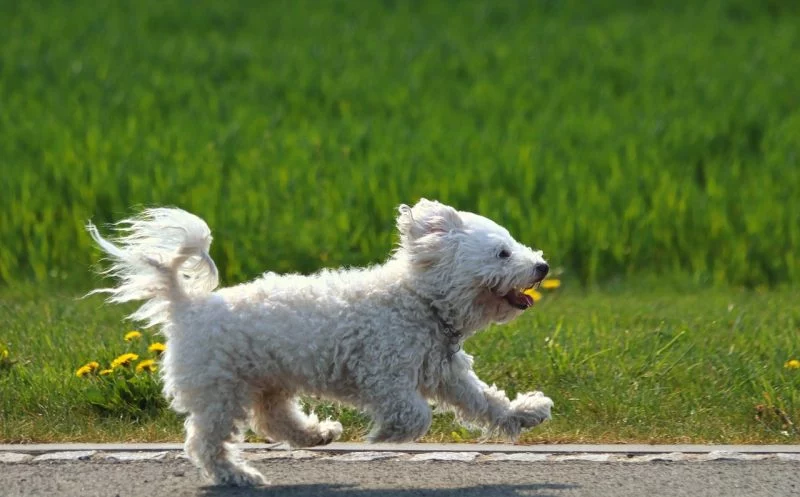 Je mehr Bewegung, desto besser – laufen bis die Pfoten glühen?!