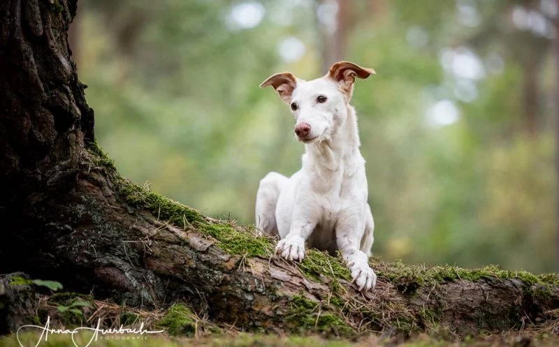 Bandscheibenvorfall beim Hund – was bedeutet das für deinen Vierbeiner?