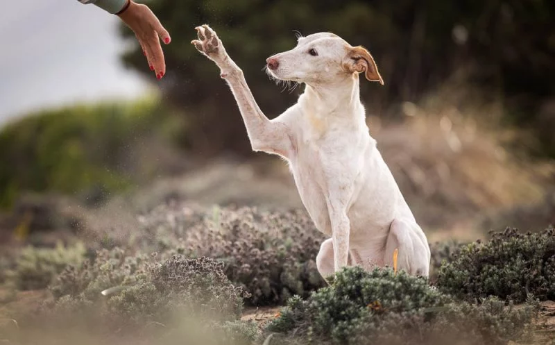 Gelenkerkrankungen beim Hund – 5 Tipps die ihm sofort helfen