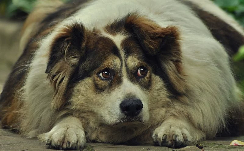 So erkennst du Übergewicht beim Hund und verhinderst, dass er krank wird