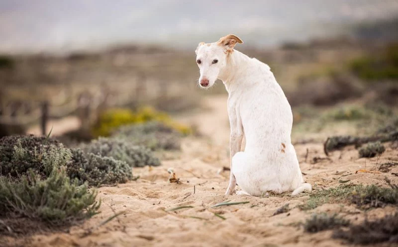 5 extrem wichtige Dinge beim alten Hund