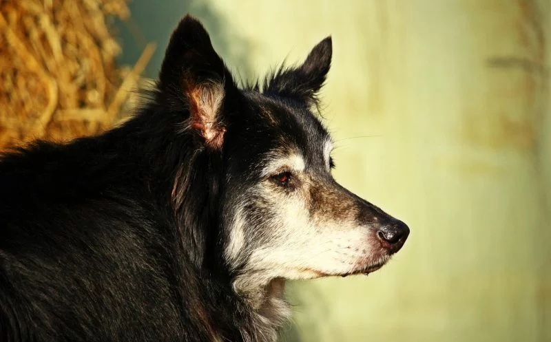 4 Tipps für einen spannenden Spaziergang mit deinem alten Hund