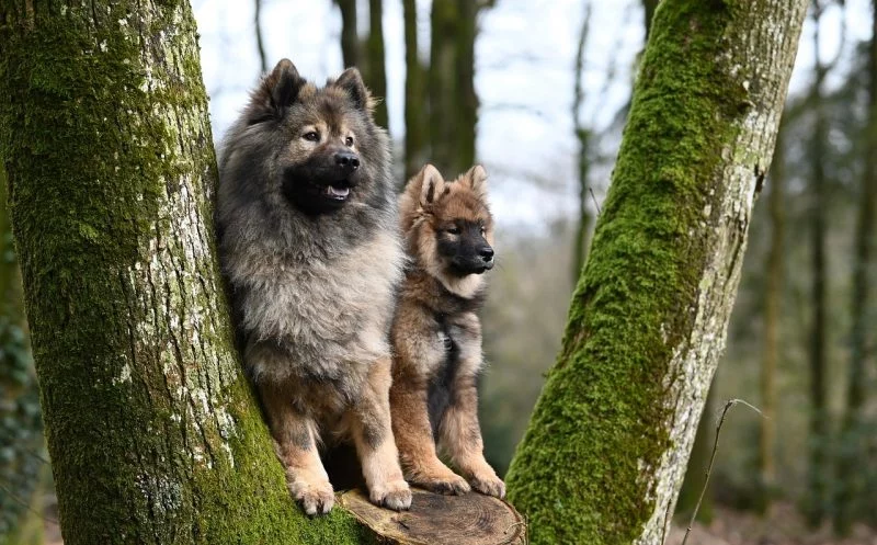 Die 14 wichtigsten Symptome bei einer Ellbogendysplasie