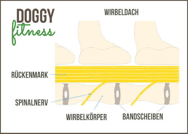 Wie ist die Wirbelsäule vom Hund eigentlich aufgebaut? Wir machen einen kleinen Ausflug in die Anatomie. Anatomie ist langweilig? Finde ich gar nicht! Vor allem hilft dir etwas Wissen über die Anatomie des Hundes, seine Bewegung und auch mögliche Erkrankungen besser zu verstehen.
