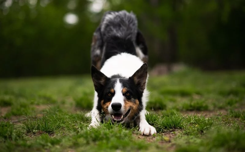 Die Wirbelsäule vom Hund – das solltest du unbedingt wissen!