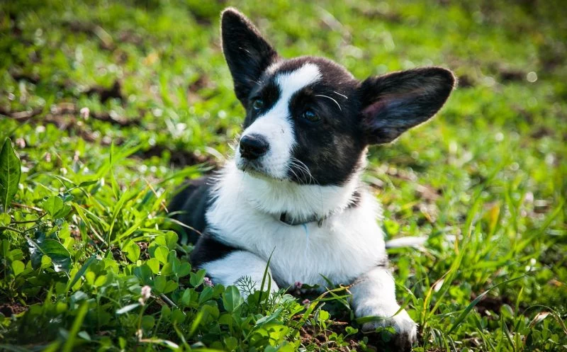 Osteosarkom beim Hund – tückisch und unaufhaltsam