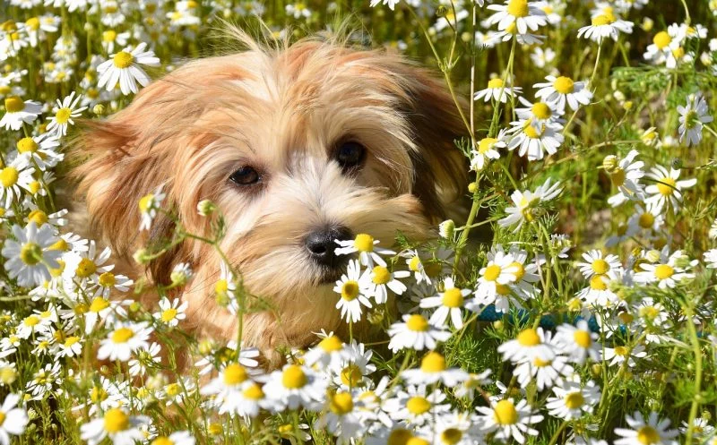 Diese 19 wichtigsten Symptome des Cauda Equina Compressions Syndrom solltest du kennen!