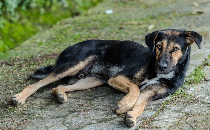 Arthritis beim Hund – Diagnose, Behandlung & Verhaltenstipps