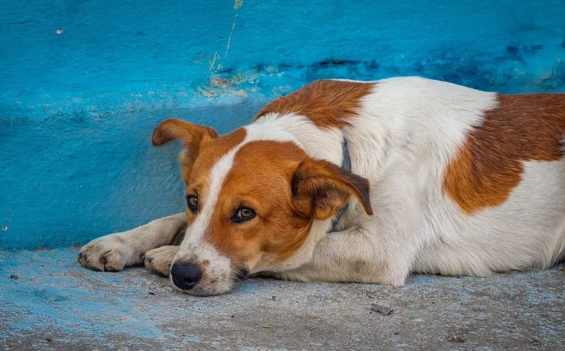 Arthritis beim Hund – Ursachen, Symptome und Folgen