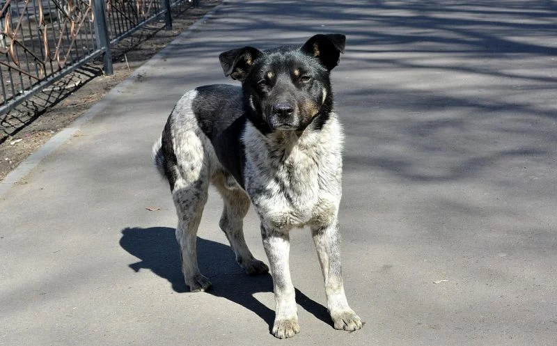 Durchtrittigkeit beim Hund – was sie bedeutet und wie sie behandelt wird