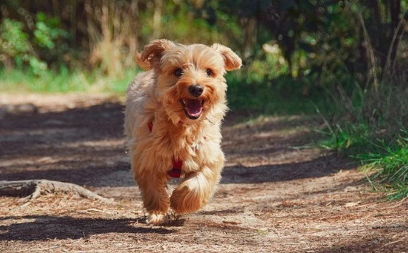 Passgang beim Hund – was es heisst und worauf er hindeutet