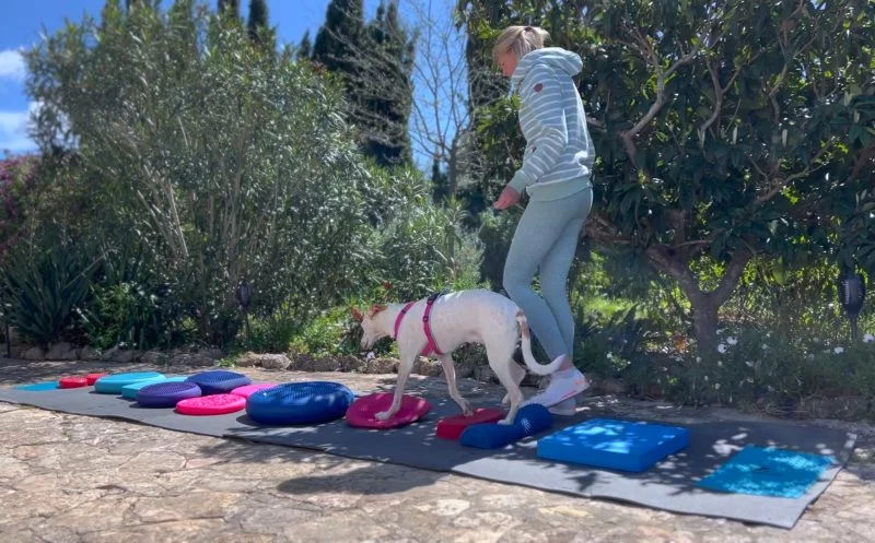Balancetraining beim Hund – So förderst du Balance und Körpergefühl