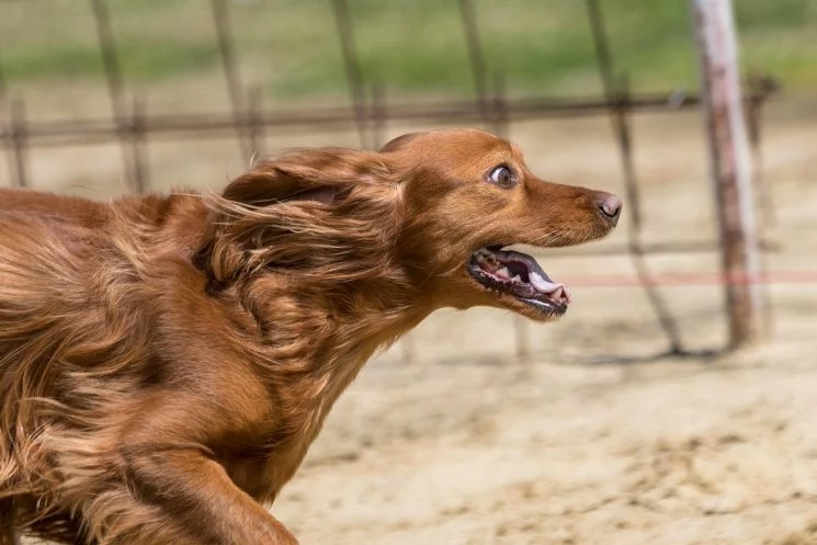 Warum ein gutes Konditionstraining für deinen Hund gesund ist