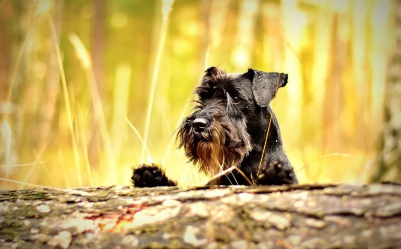 Der Spaziergang als Trainingseinheit für deinen Hund – „Trimm-Dich“ für Vierbeiner