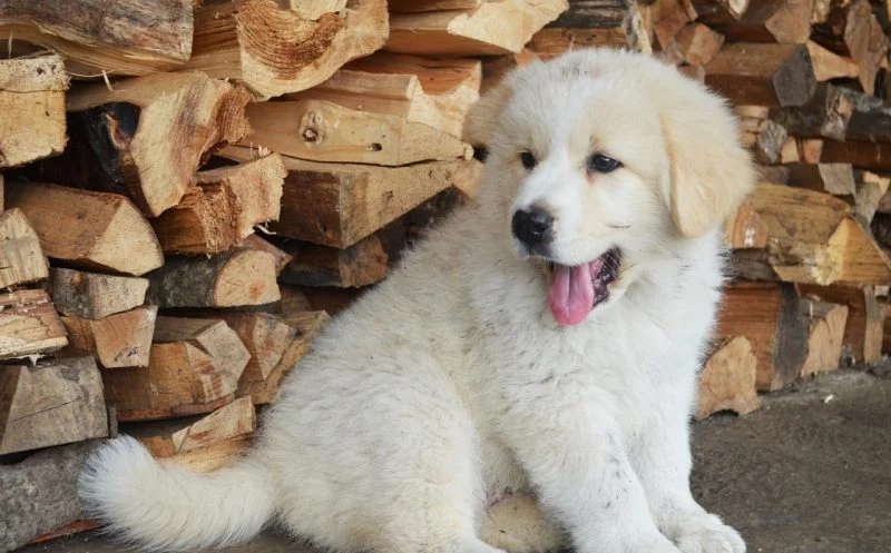 Die 7 wichtigsten Symptome der OCD der Schulter beim Junghund