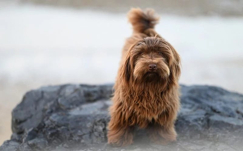 Degenerative Myelopathie – das sind die häufigsten Symptome