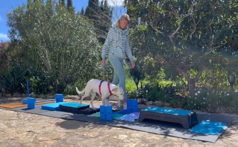 Degility – 5 Dinge, die du unbedingt über die Hundesportart wissen solltest!