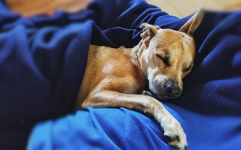 Diese Symptome für Hüftdysplasie beim Hund solltest du kennen!