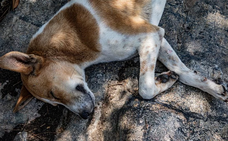 Rückenmarksinfarkt beim Hund – Krankheitsbild, Symptome & Diagnose