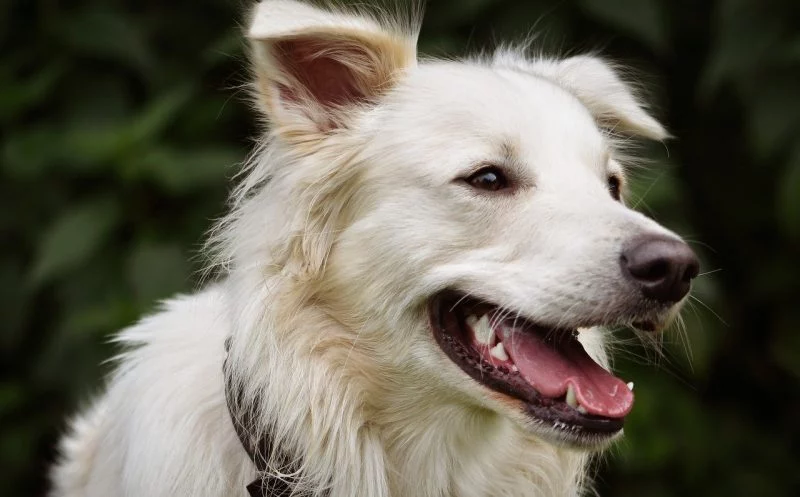 10 Verhaltenstipps beim Rückenmarksinfarkt beim Hund – so kannst du deinen Hund unterstützen