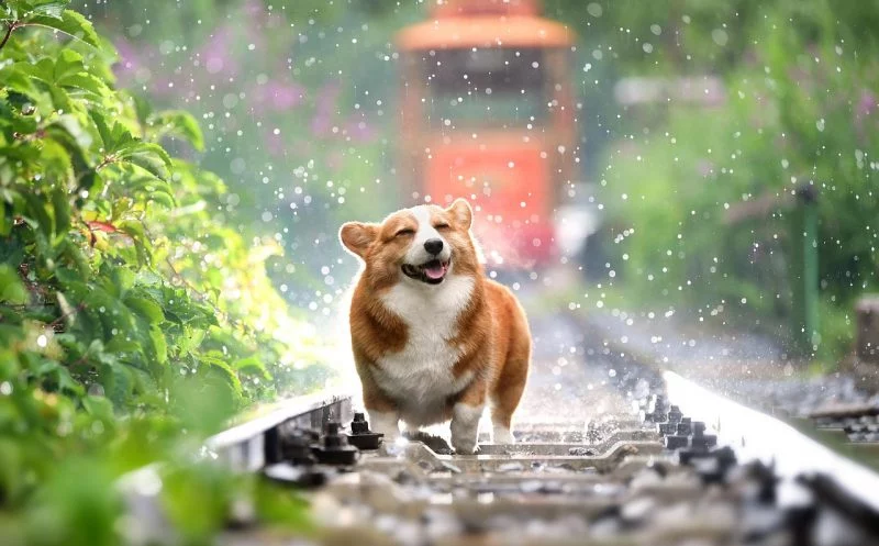 Ist das Gewicht deines Hundes optimal? So erkennst du, ob dein Hund zu dick ist!