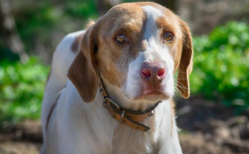 Kennst du die 4 Schweregrade der Patellaluxation?!