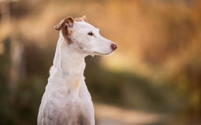 Arthrose beim Hund – 7 wichtige Verhaltenstipps