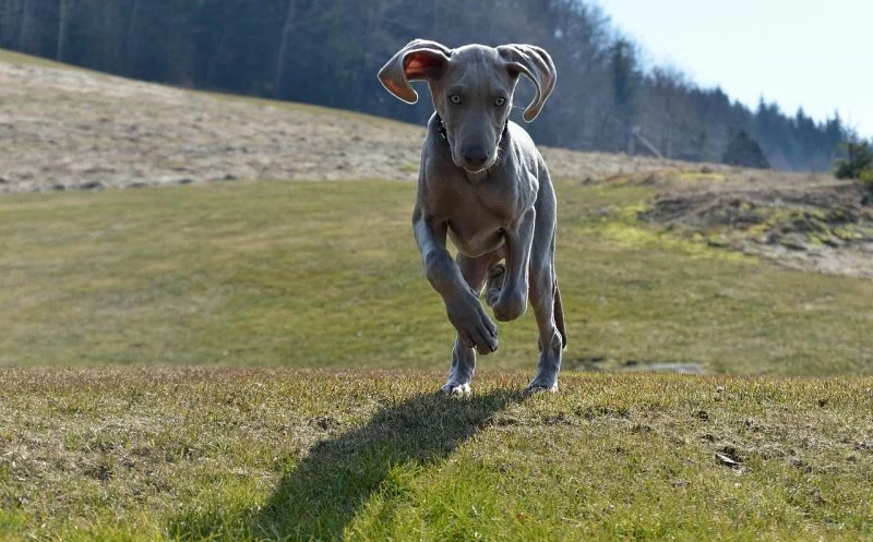 Verstauchung beim Hund – was tun?