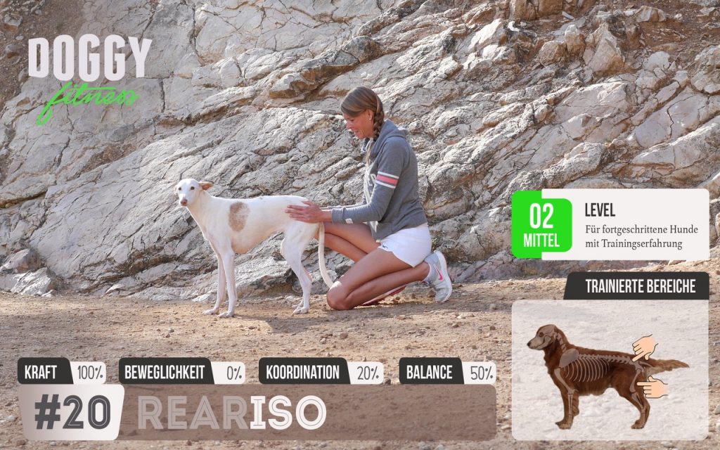 isometrisches training zum muskelaufbau für die hinterläufe und den rücken