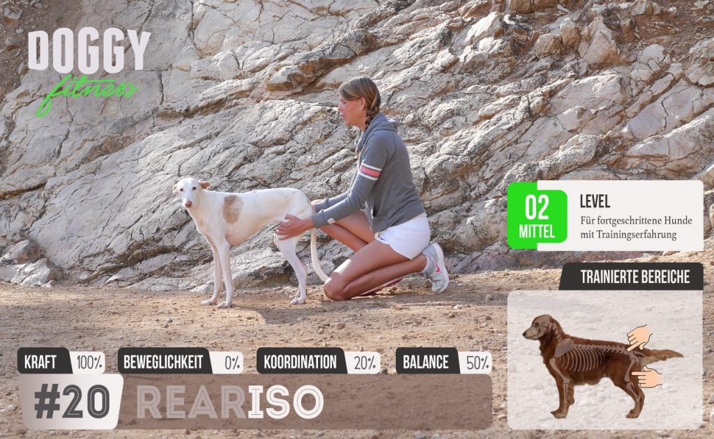 isometrisches training zum muskelaufbau für die hinterläufe und den rücken 2