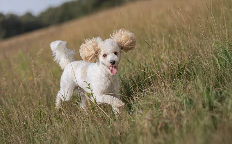 Teufelskralle – so hilft sie deinem Hund bei Gelenkerkrankungen!