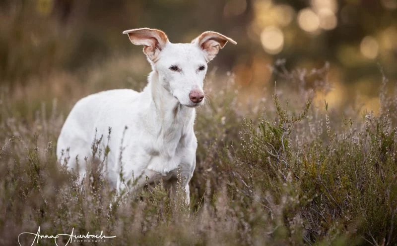 Vestibularsyndrom beim Hund – die wichtigsten Verhaltenstipps