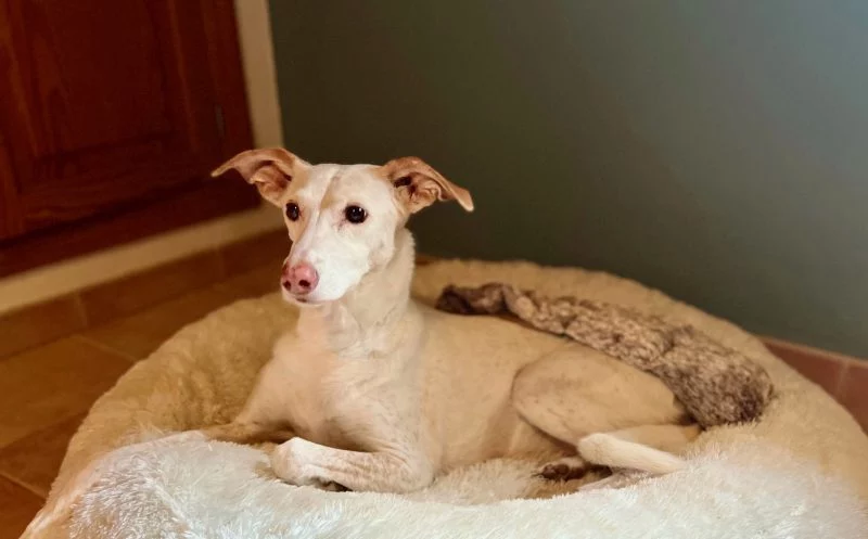 Rotlicht beim Hund – schnelle Hilfe bei Arthrose, Spondylose & Co.