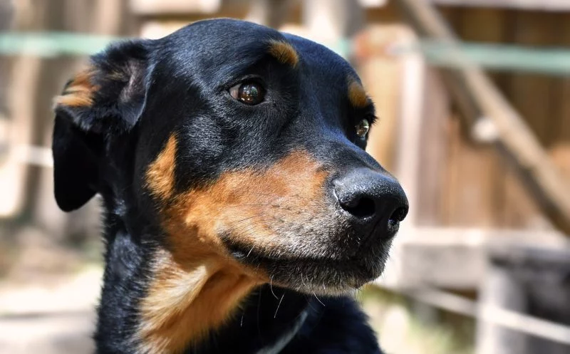 Knochenkrebs beim Hund – alle Fakten zur Erkrankung