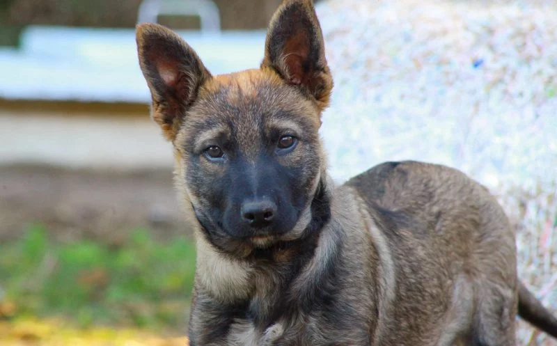 Bewegung von Welpen & Junghunden – Übungsideen für Balance & Koordination & welche Bewegungen tabu sind!