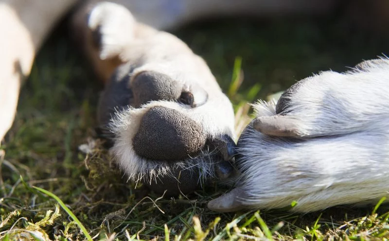 MSM, Glucosamin & Chondroitin – 3 Nahrungsergänzungsmittel, die deinem Hund bei Gelenkproblemen helfen