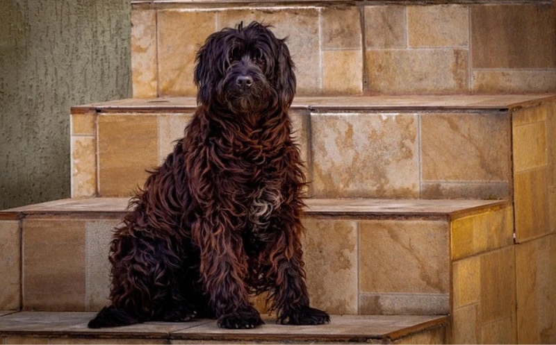 Dürfen Hunde Treppen steigen? – Die Go´s & No Go´s!