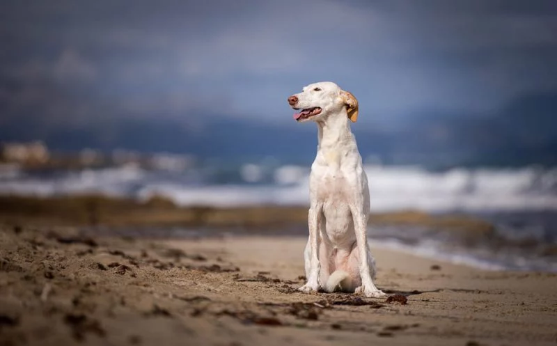 Warum es so wichtig ist, dass dein Hund richtig sitzt!