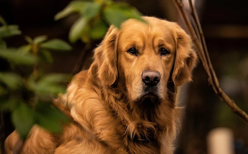 Gelenkschmerzen beim Hund – wenn jeder Schritt unangenehm ist
