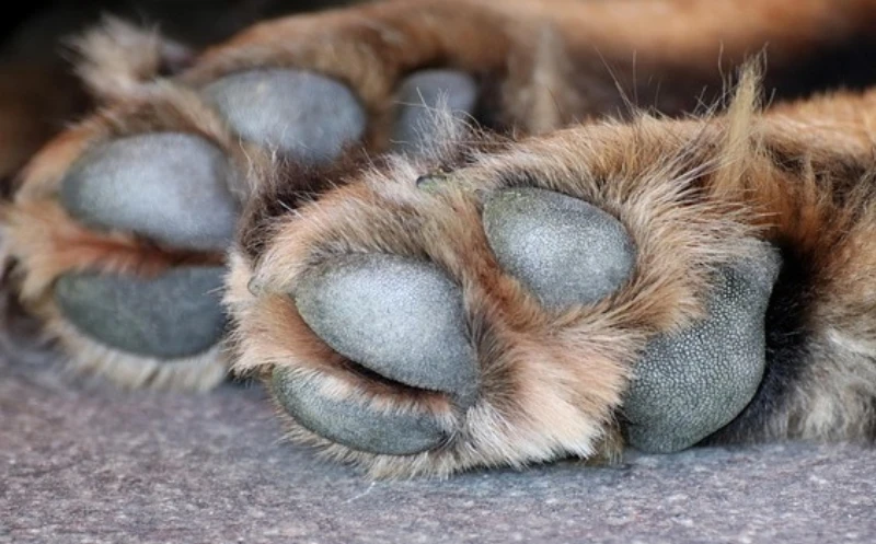 Zehengelenksarthrose beim Hund – wenn die Pfoten bei jedem Schritt schmerzen