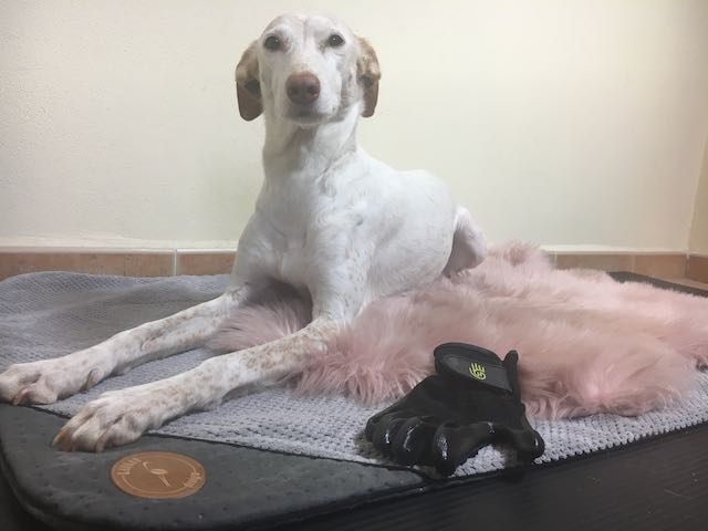 hund auf decke mit massagehandschuh - martina flocken - doggy fitness - hundephysio - hundefitness