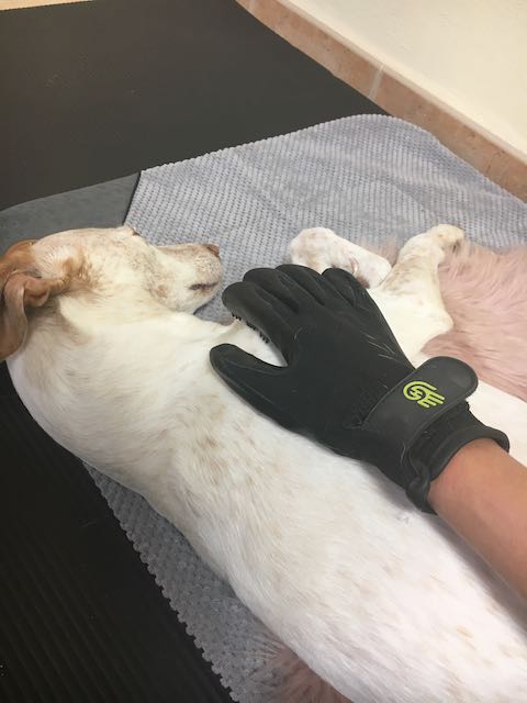 martina flocken - doggy fitness - hundephysio - hundefitness - hund wird massiert mit massagehandschuh